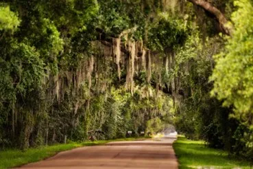 Moss Covered Trees Over Road