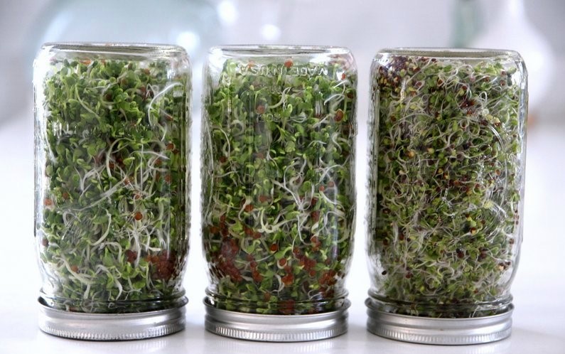 Growing Sprouts In Jars